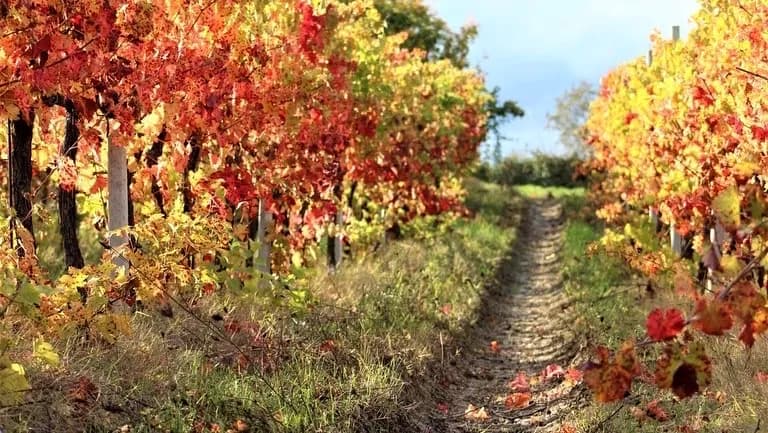 Immagine di Cantina LA FONTE AZIENDA AGRICOLA a Bevagna, Umbria