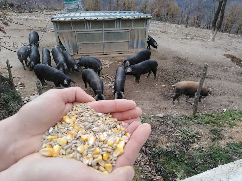 Immagine di Azienda Agricola Arcuri Carlo a Castagna, Calabria