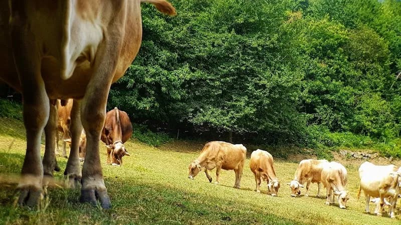 Immagine di Azienda Agricola Lavagè a Rossiglione, Liguria