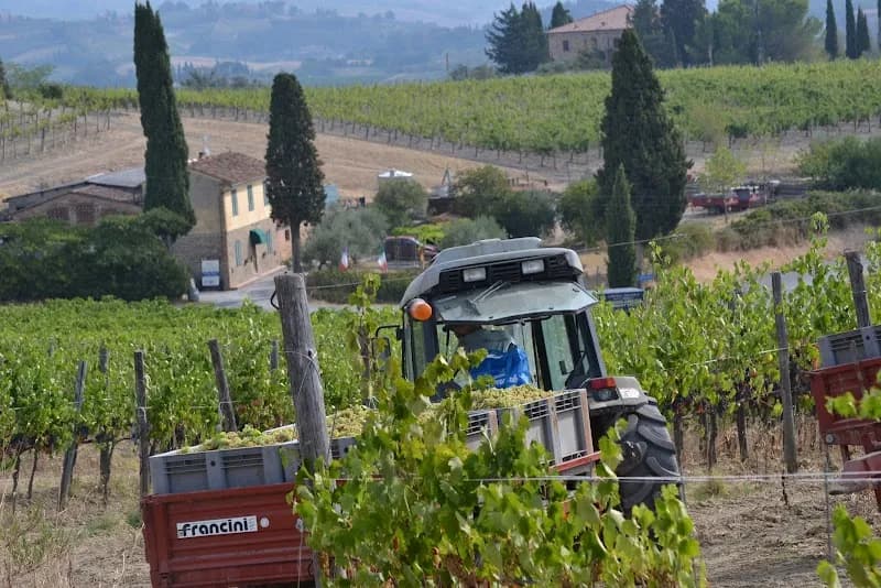 Immagine di Azienda Agricola San Quirico a Pancole, Toscana