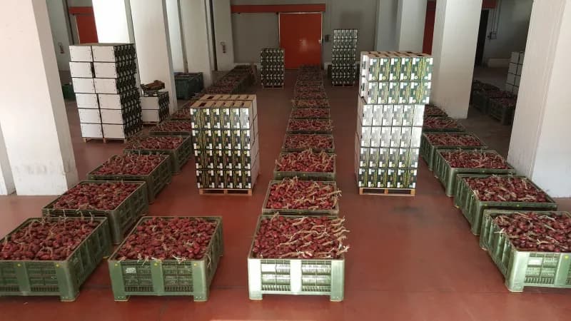Immagine di Società Agricola Sabatino Cipolla Rossa di Tropea Igp a Amantea, Calabria