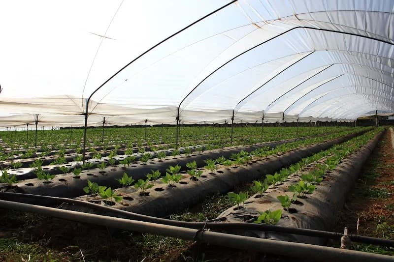 Immagine di Azienda Agricola Musillo a Marconia, Basilicata