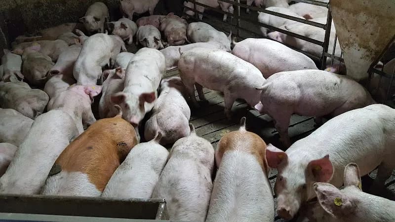 Immagine di Azienda Agricola Zuccardi a Morra De Sanctis, Campania