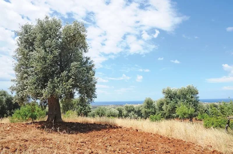 Immagine di Agricola Pietrasanta,vendita olio extravergine pugliese,passata pomodoro fiaschetto Biologica,Torre Guaceto,Carovigno,Puglia a Torre Santa Susanna, Puglia