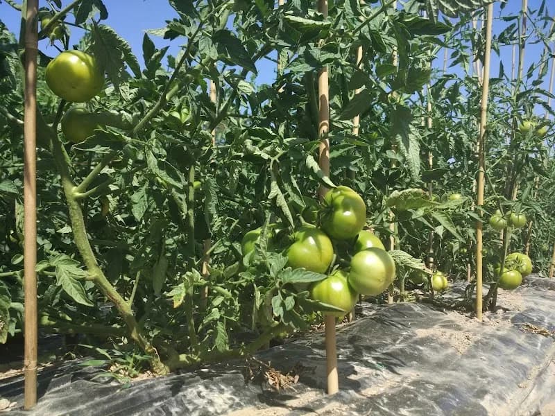 Immagine di Al bascianin az.agricola a Cascina Bazzane, Lombardia