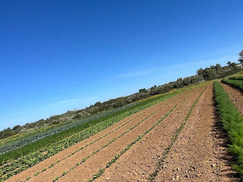 Immagine di Società Agricola Agricentrum a Massa D'Albe, Abruzzo
