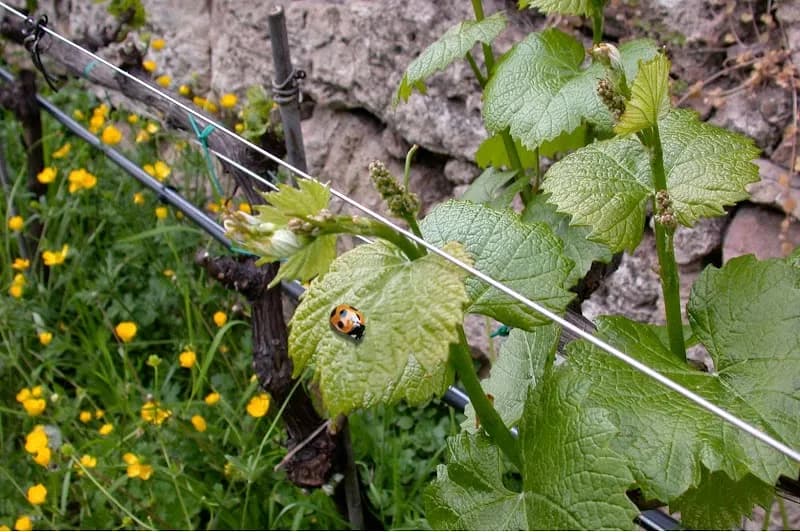 Immagine di Cantina Molino dei Lessi - Azienda Agricola Biologica a Maso Rosabell, Trentino-Alto Adige