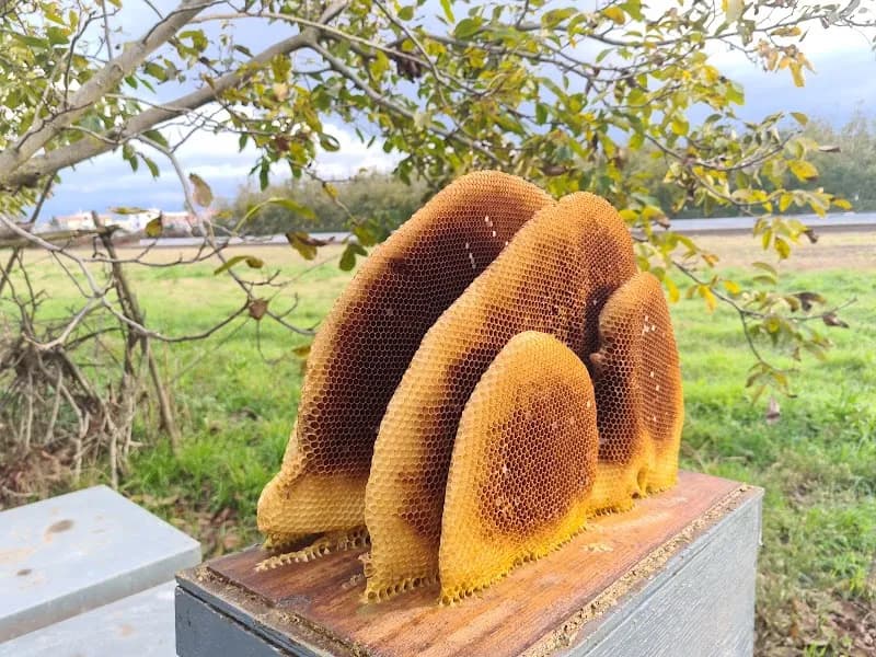 Immagine di Dolce Campagna a Casoria, Campania