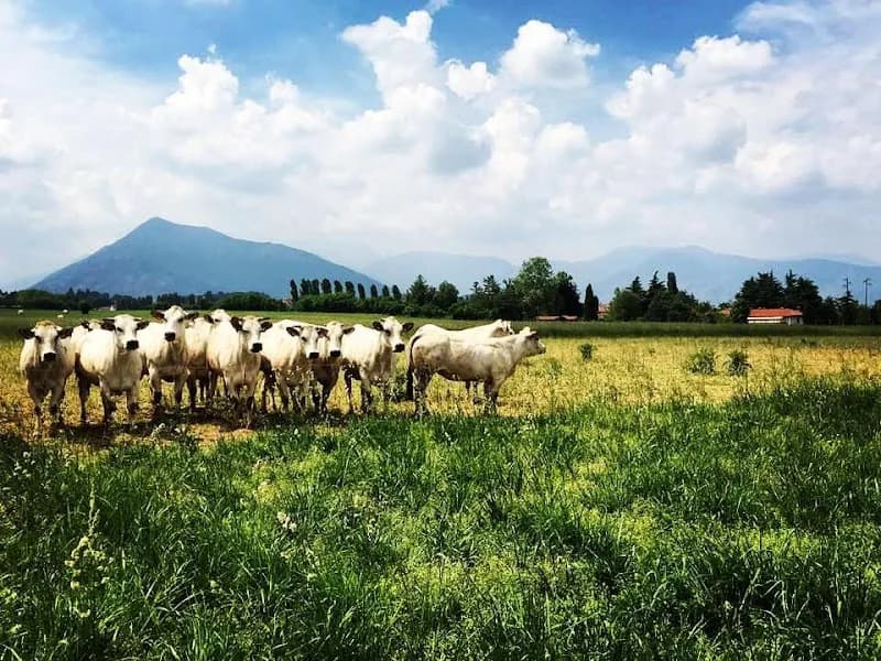 Immagine di Azienda Agricola Scaglia a Bruere, Piemonte