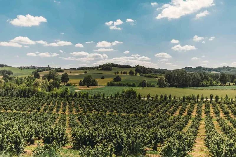 Immagine di Azienda Agricola Durando a Portacomaro, Piemonte