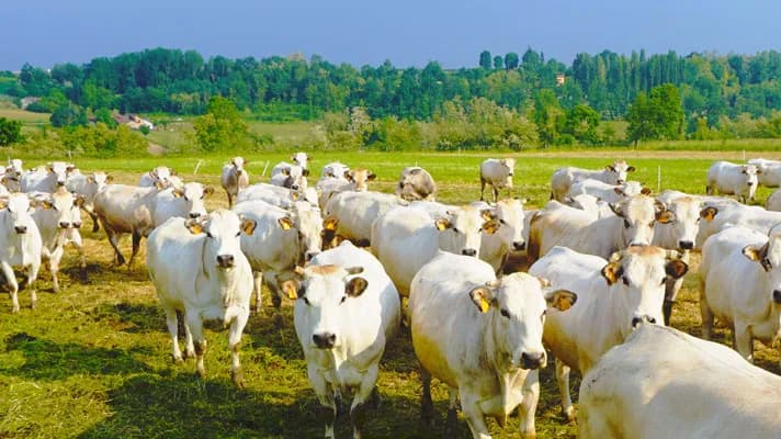 Immagine di Azienda Agricola Marengo - Vendita Diretta Carne Razza Piemontese a Cuneo, Piemonte