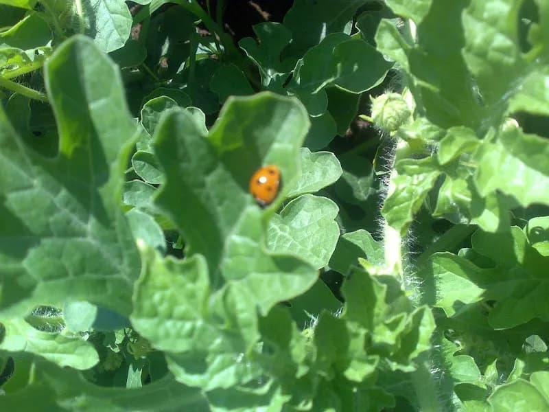 Immagine di Azienda Agricola BIO FERRANDES, di Salvatore Ferrandes a Borgo Grappa, Lazio