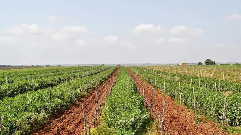 Immagine di Azienda Agricola Palermo a Montallegro, Sicilia