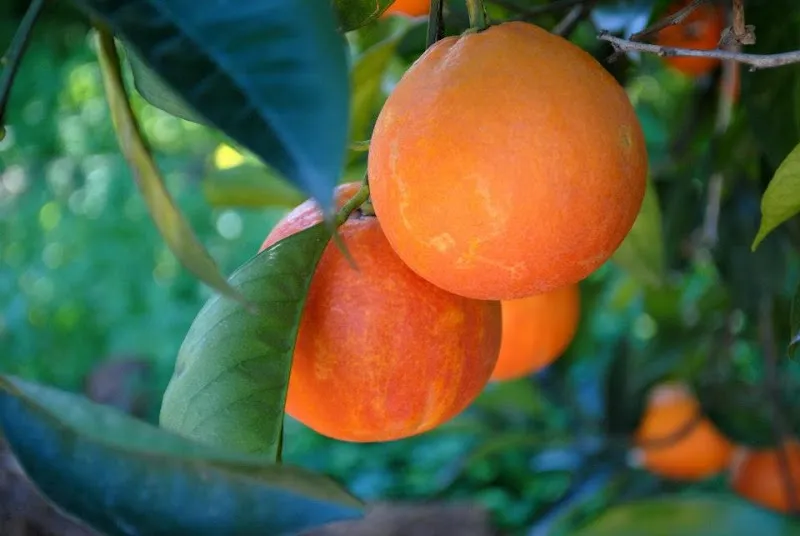 Immagine di Azienda Agricola Rio - Arance Limoni Agrumi Biologici di Sicilia a Siracusa, Sicilia