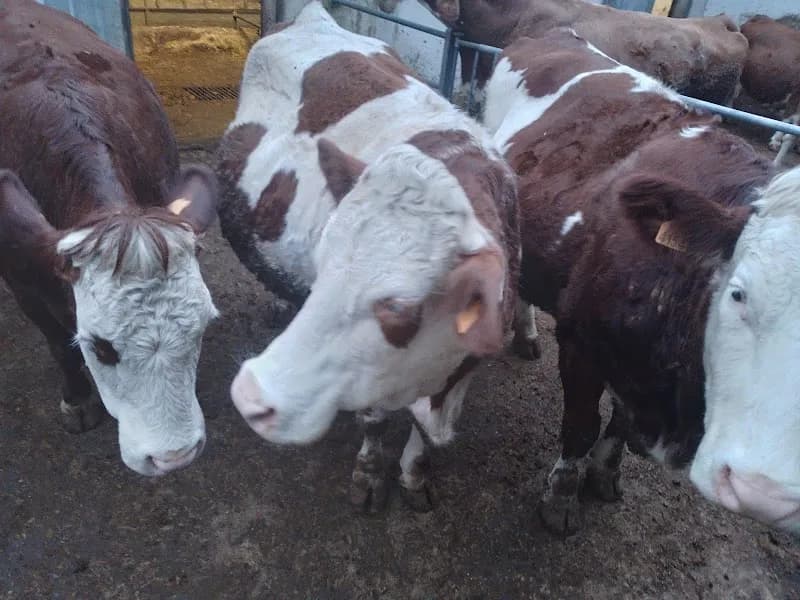 Azienda Agricola Mele