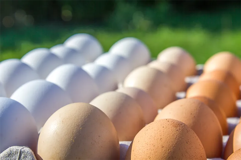 Immagine di Az. Agricola "Pollo Samoggia" di Nicolò Ruggeri a Zola Predosa, Emilia-Romagna