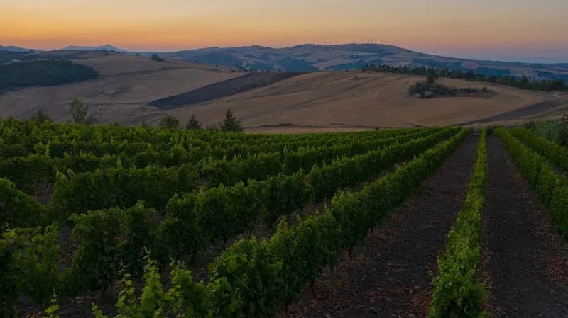 Immagine di Azienda agricola Sileo a Acerenza, Basilicata